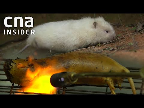 Eating Bamboo Rats in China